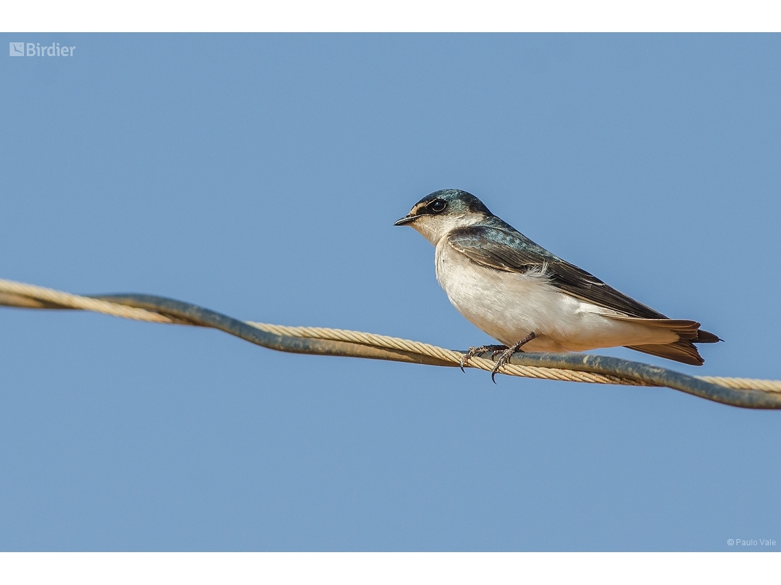 Tachycineta leucorrhoa