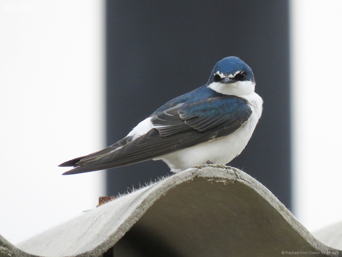 Tachycineta leucorrhoa