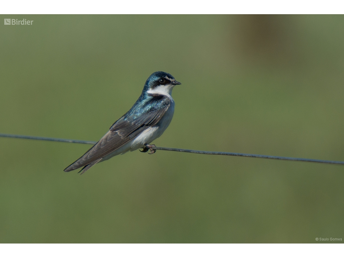 Tachycineta leucorrhoa