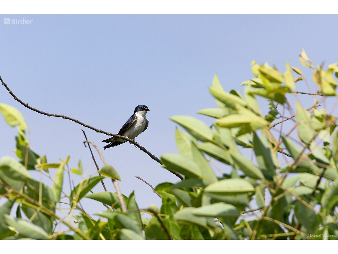 Tachycineta leucorrhoa