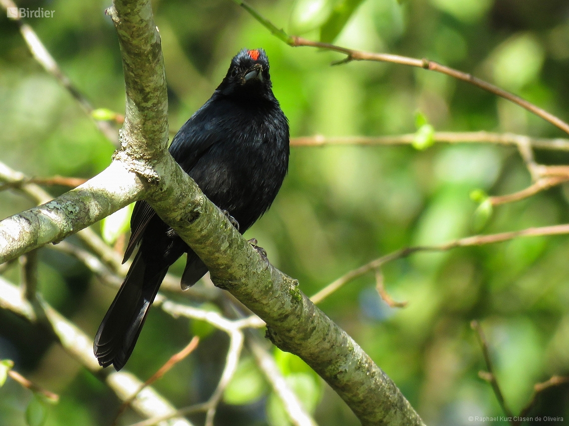 Tachyphonus coronatus