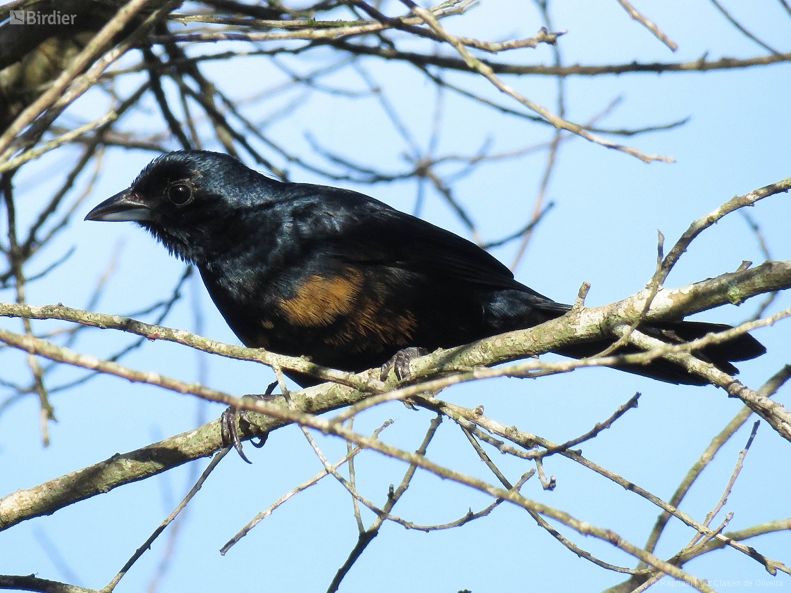 Tachyphonus coronatus