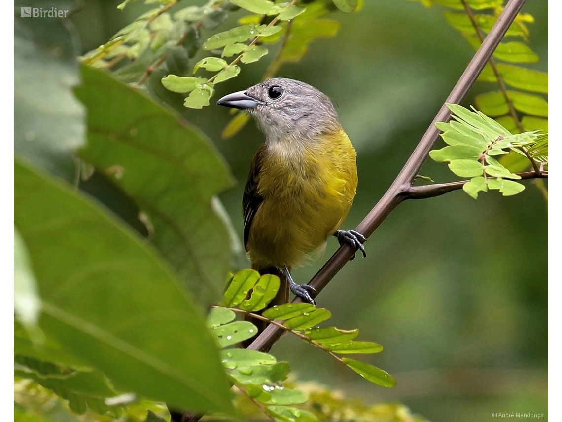 Loriotus luctuosus