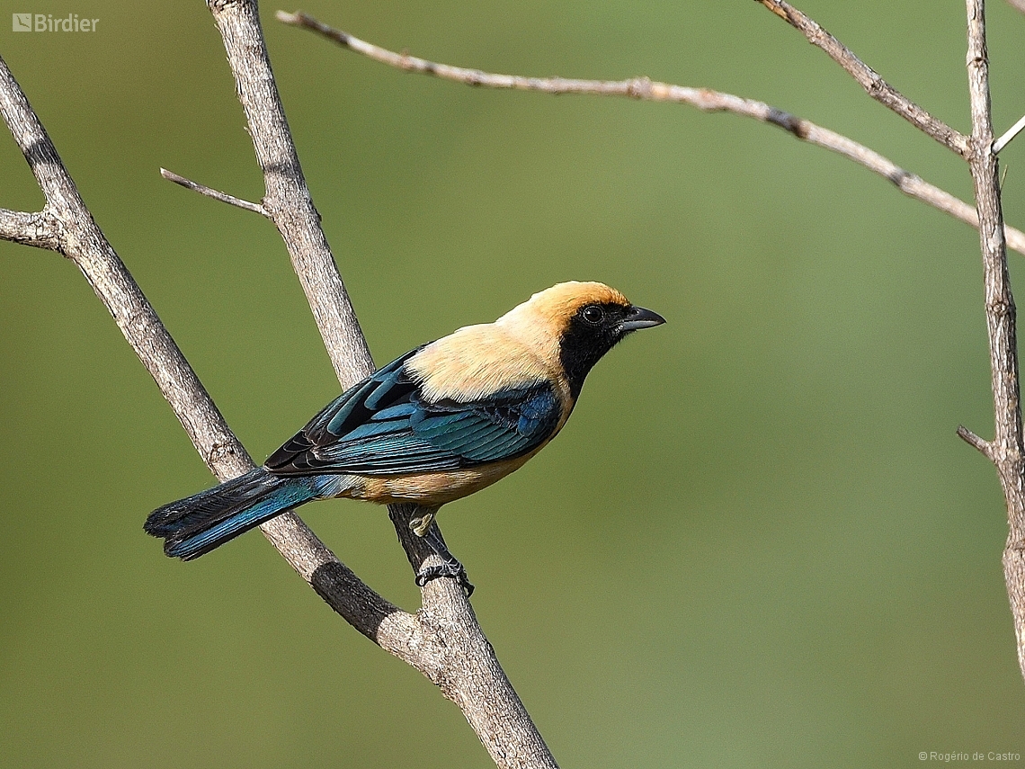 Stilpnia cayana