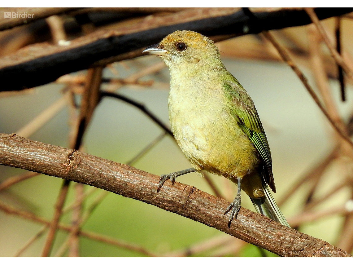 Stilpnia cayana