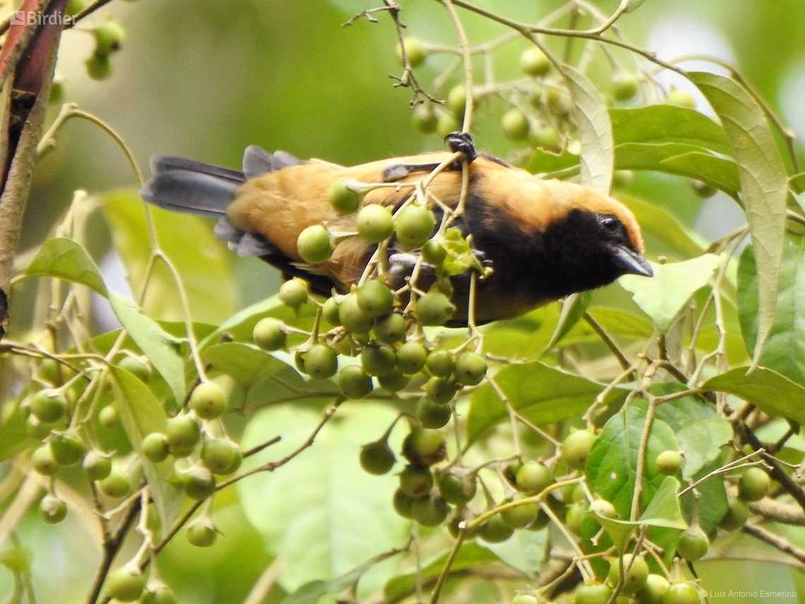 Stilpnia cayana