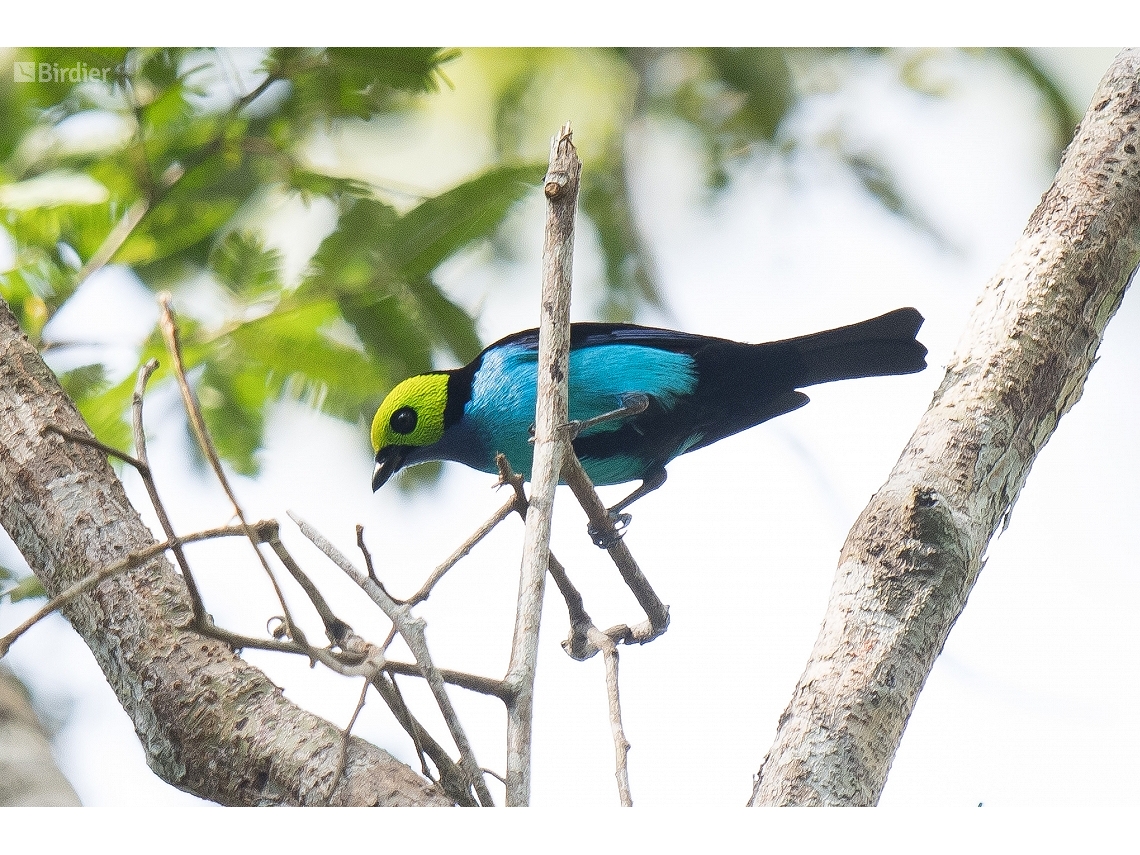 Tangara chilensis