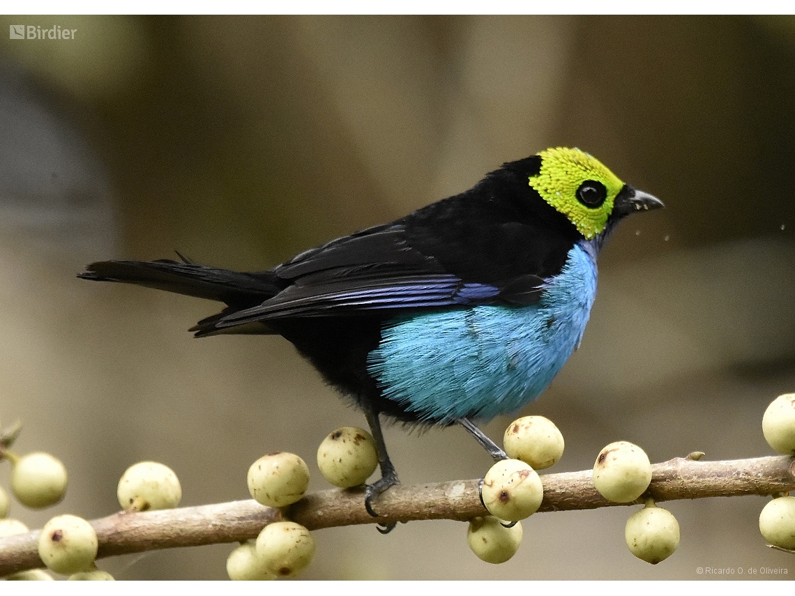 Tangara chilensis