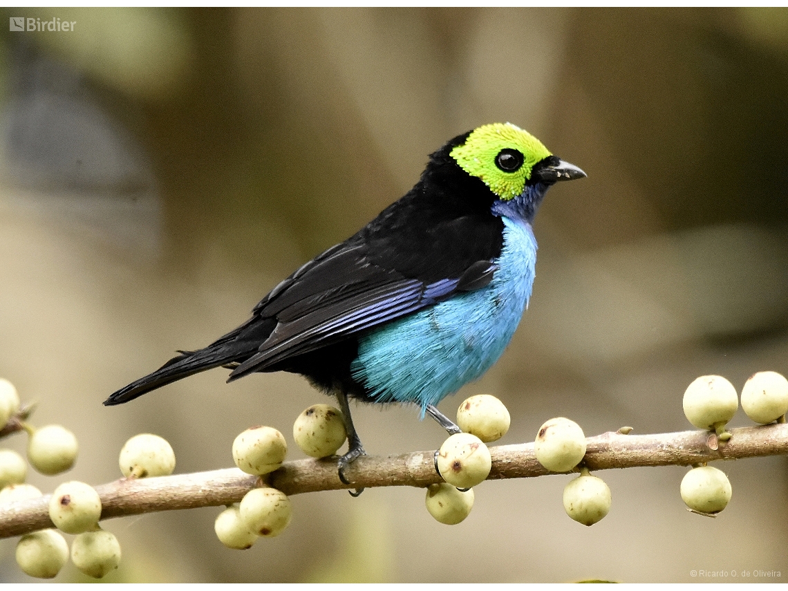 Tangara chilensis