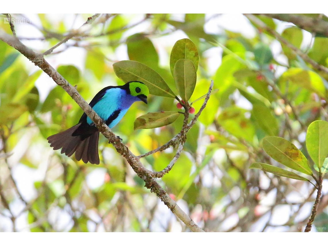 Tangara chilensis