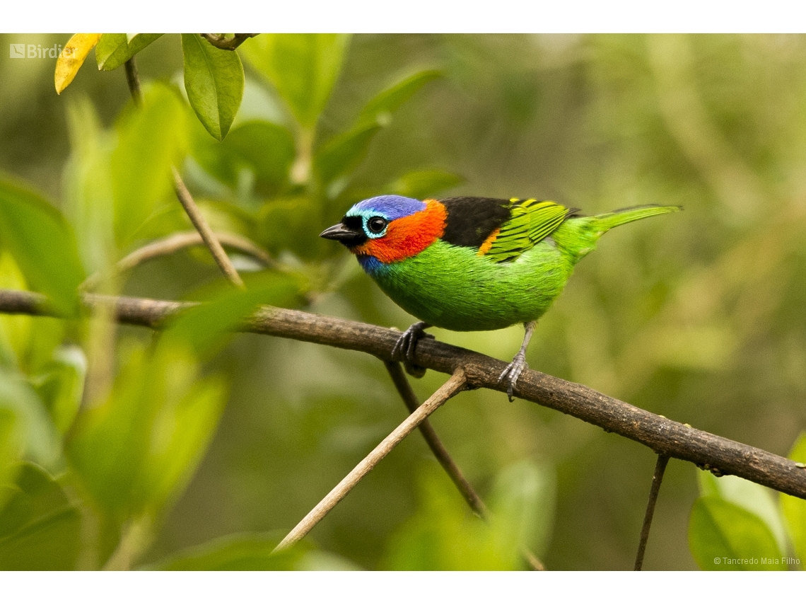 Tangara cyanocephala