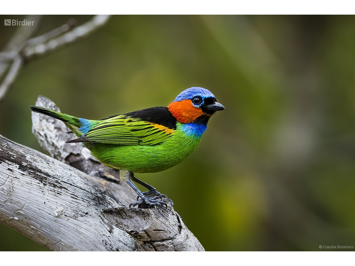 Tangara cyanocephala