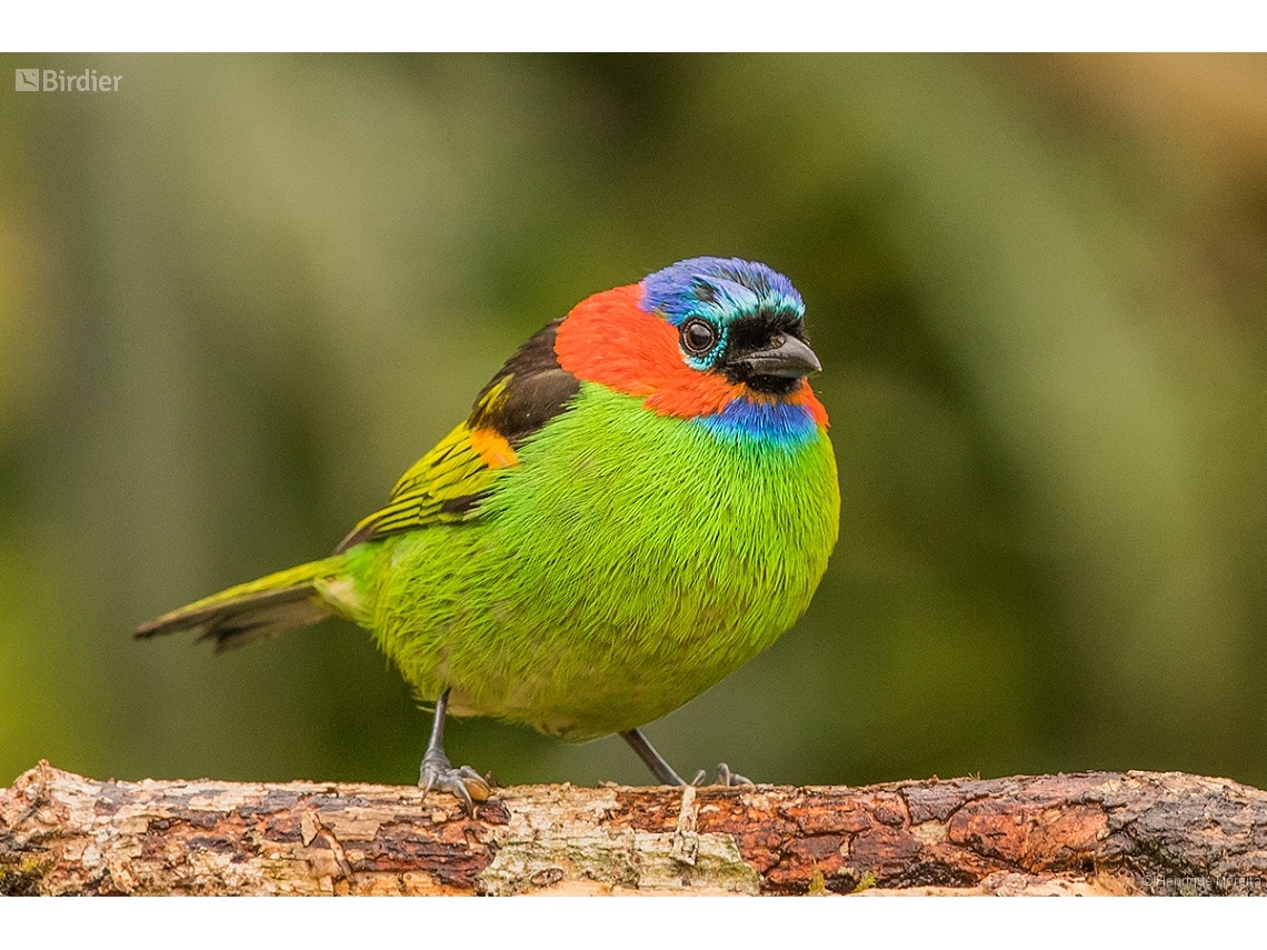 Tangara cyanocephala