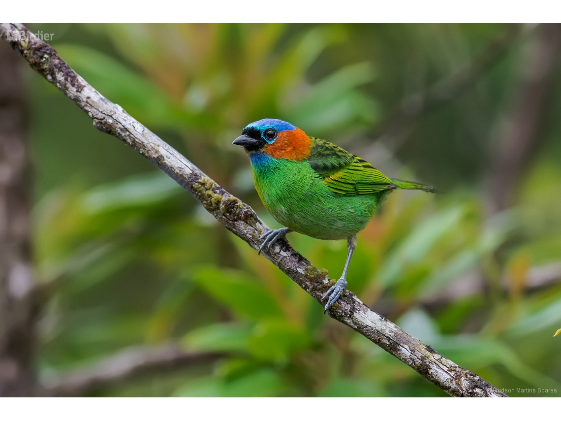 Tangara cyanocephala