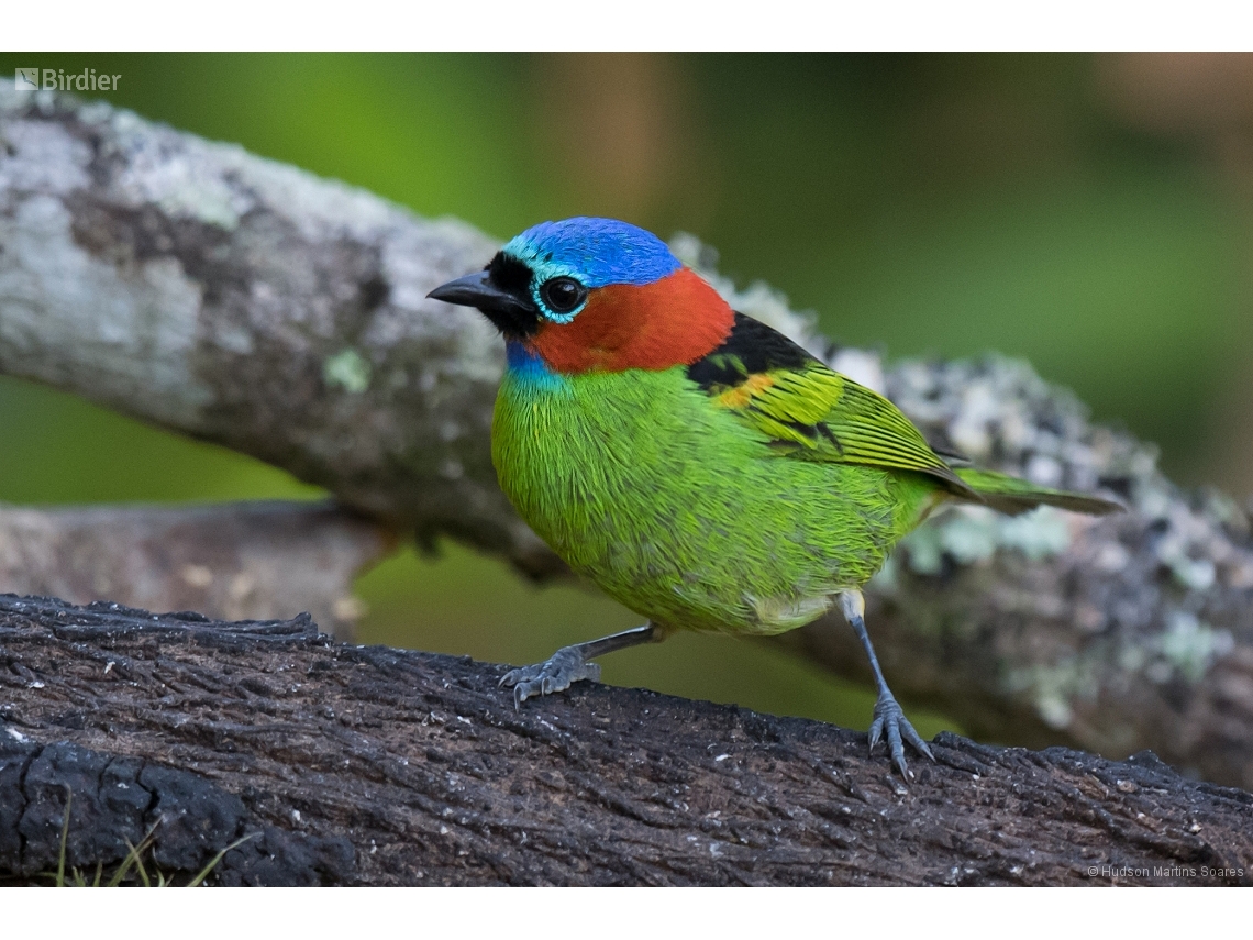 Tangara cyanocephala