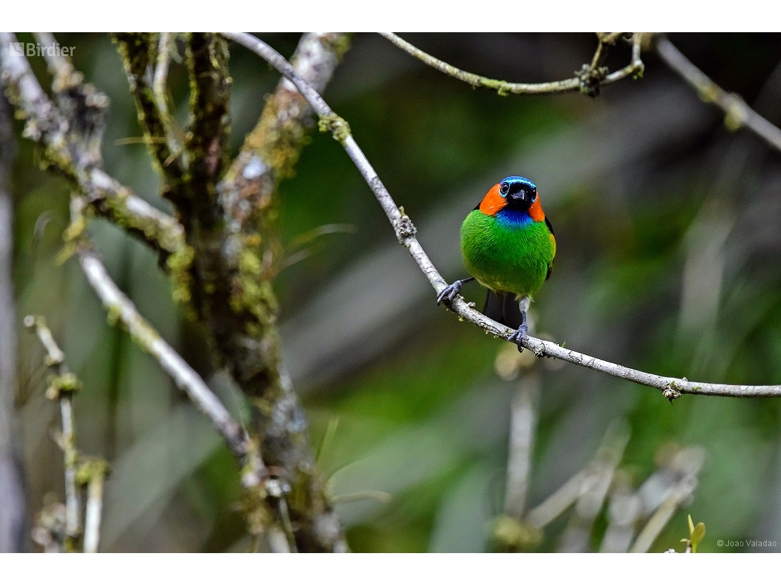 Tangara cyanocephala