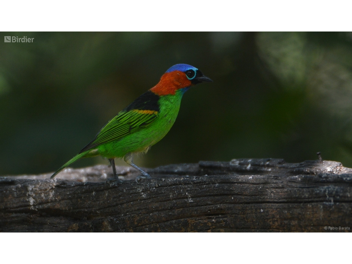 Tangara cyanocephala