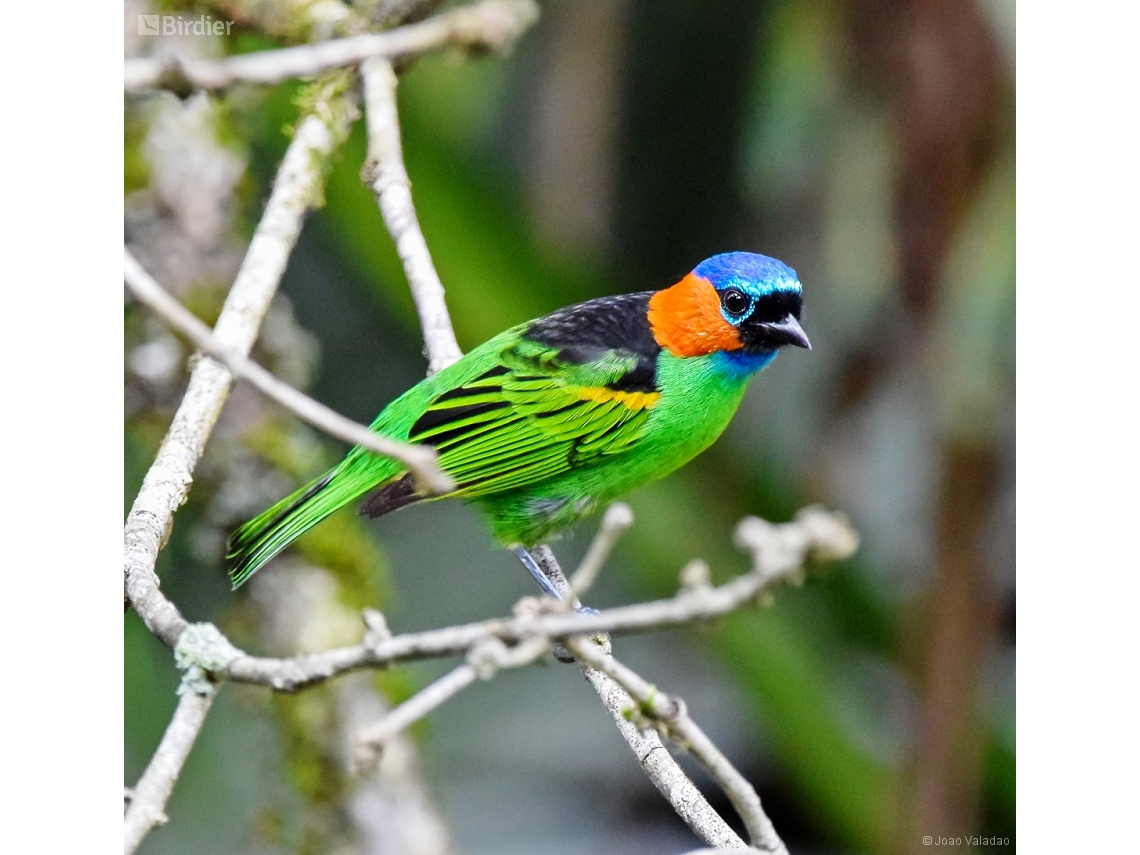 Tangara cyanocephala