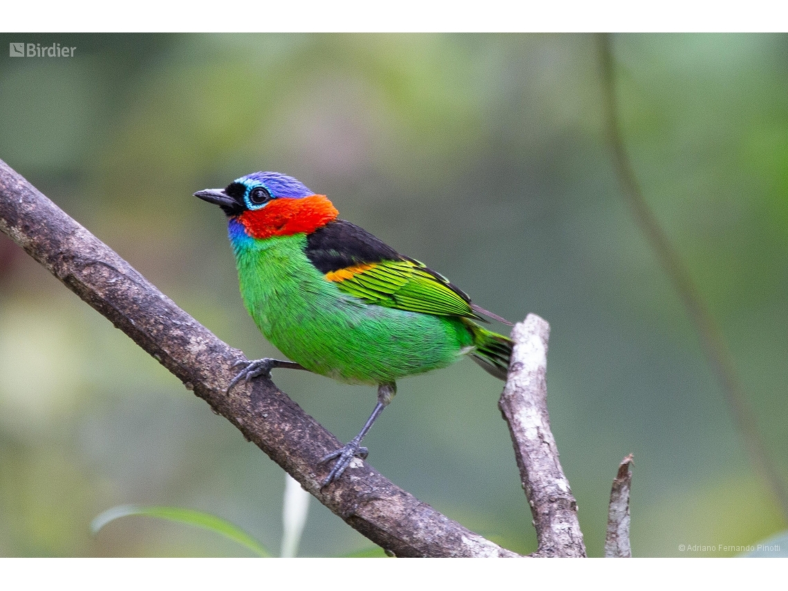 Tangara cyanocephala