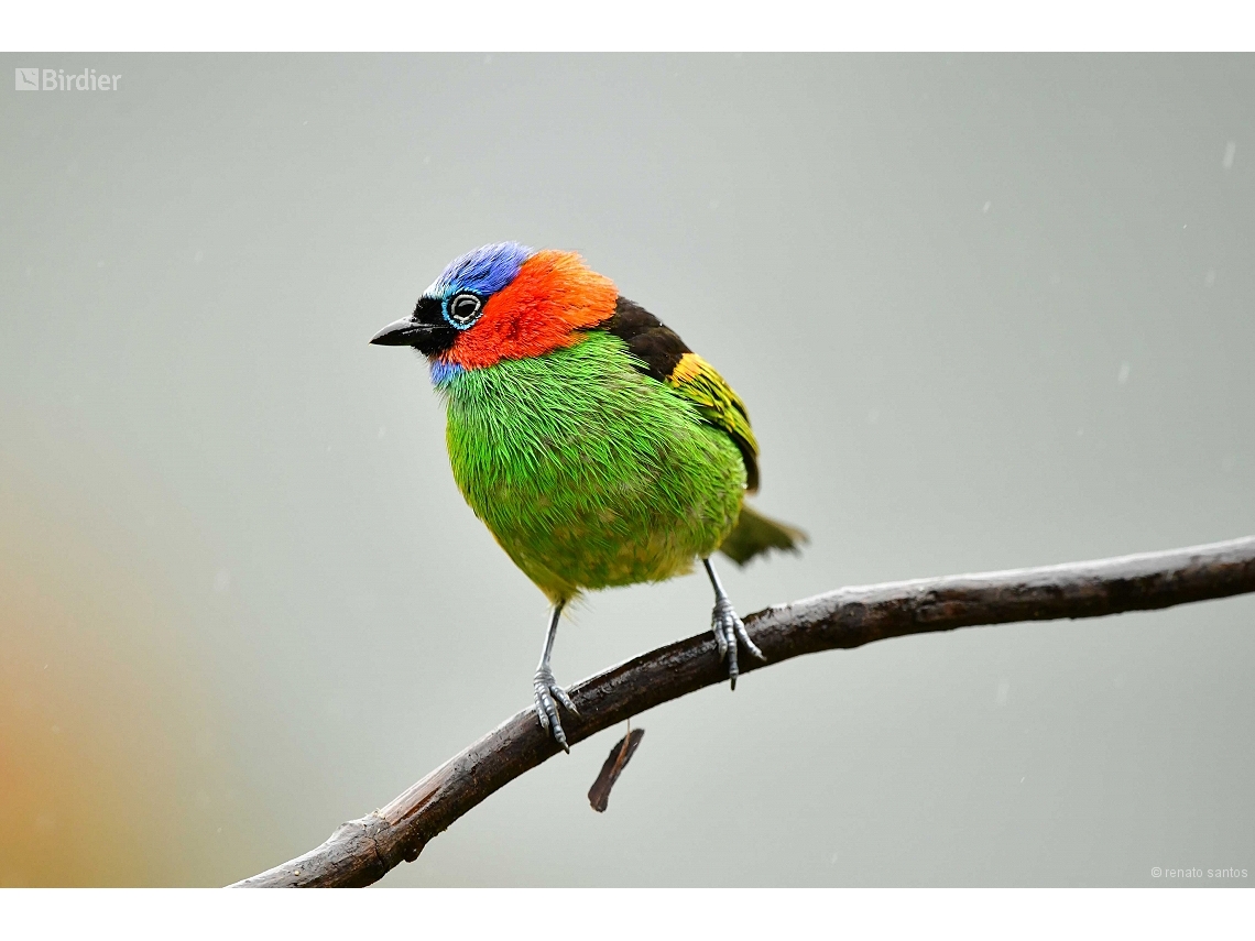 Tangara cyanocephala