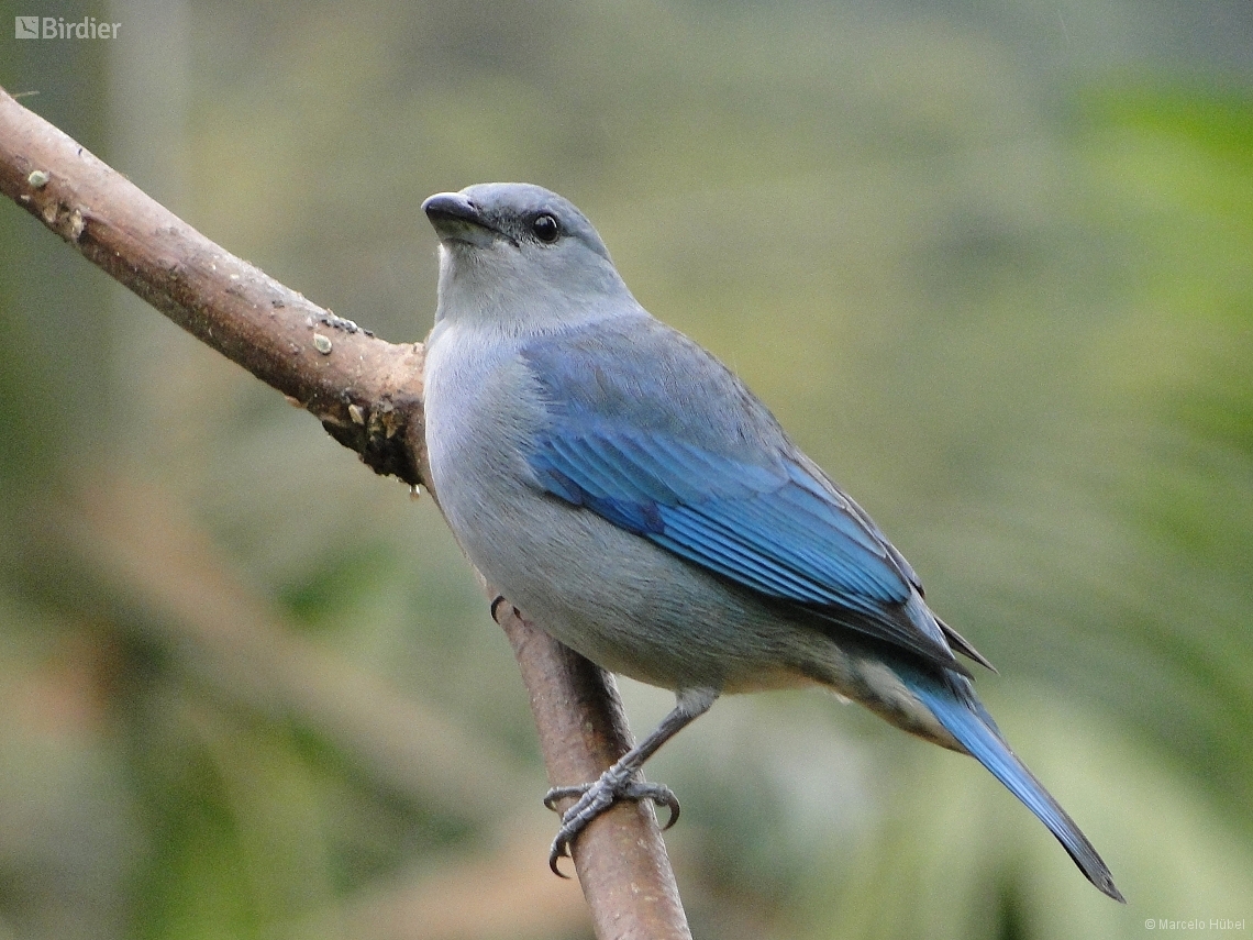 Thraupis cyanoptera