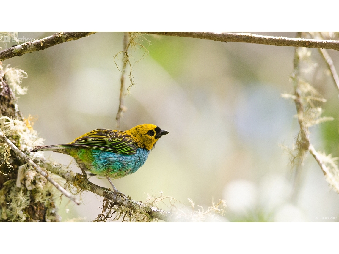 Tangara cyanoventris