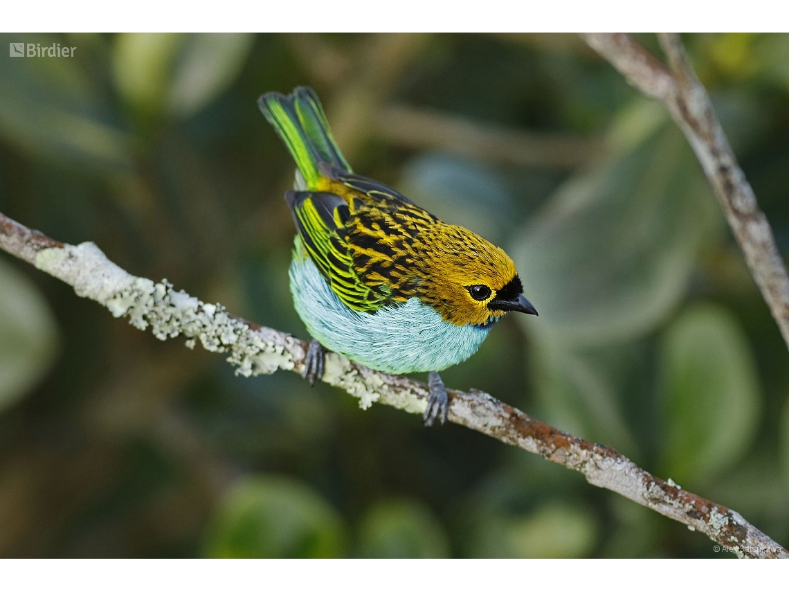 Tangara cyanoventris