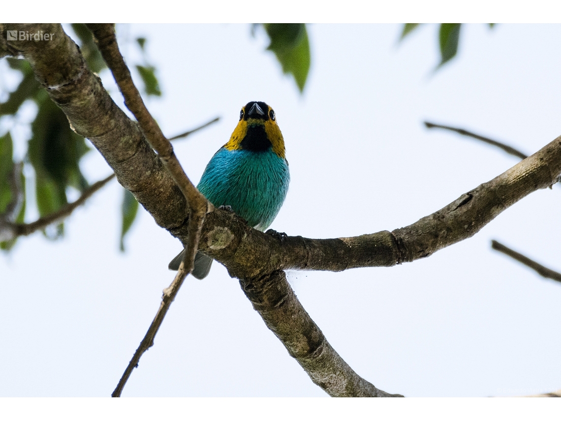 Tangara cyanoventris