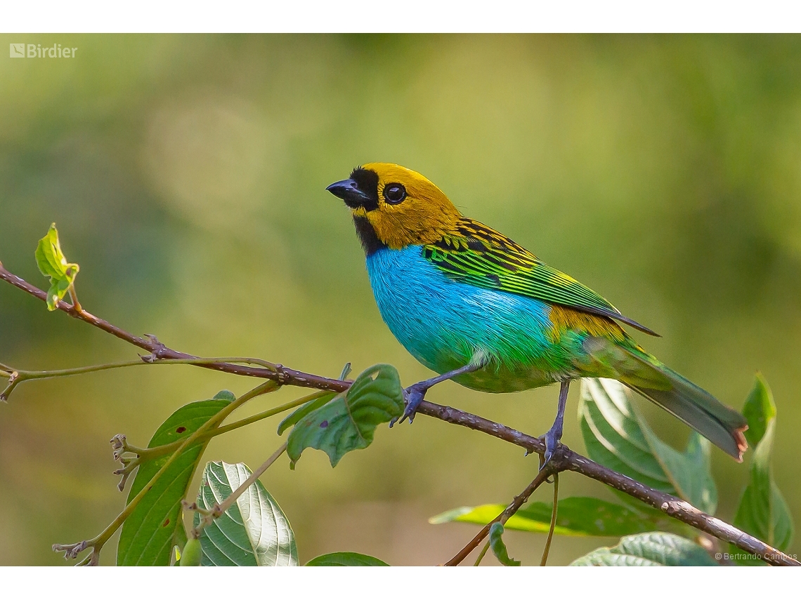 Tangara cyanoventris