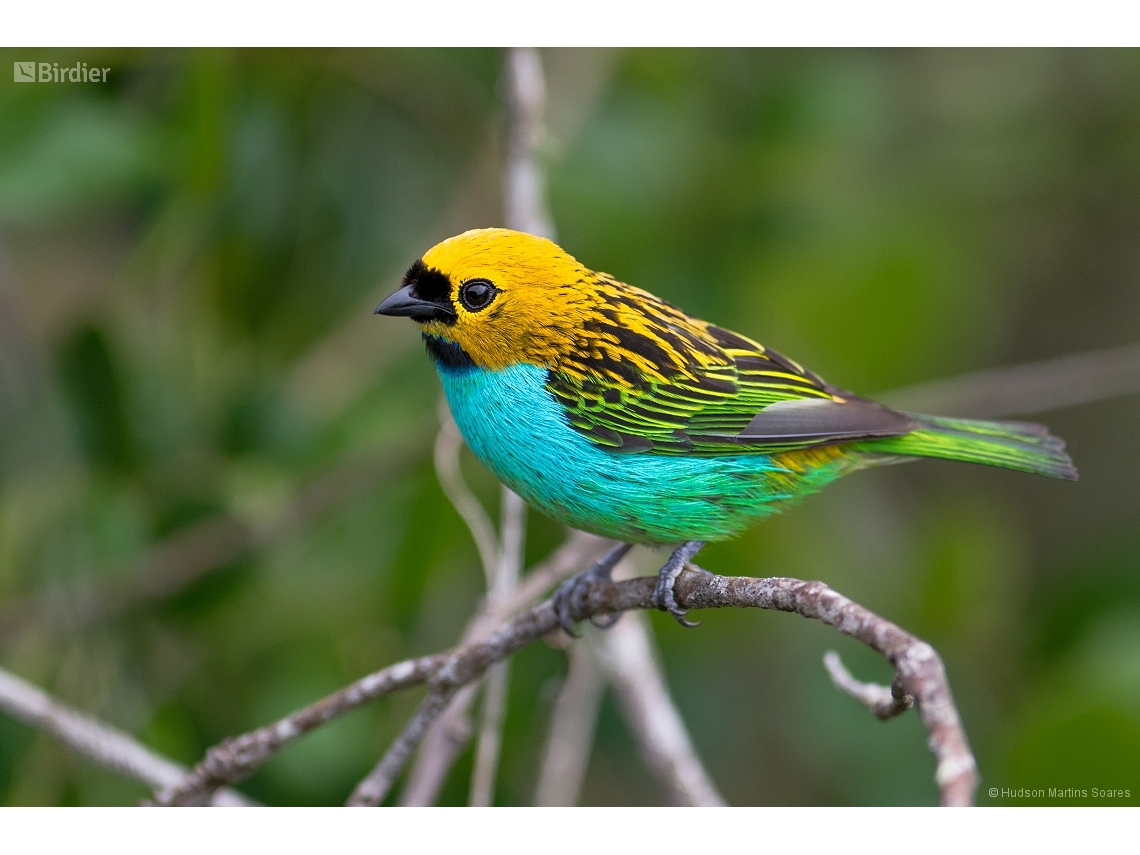 Tangara cyanoventris