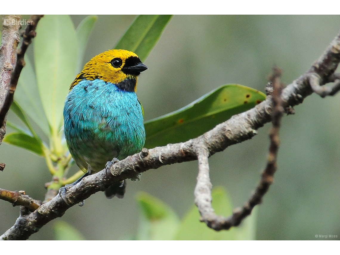 Tangara cyanoventris