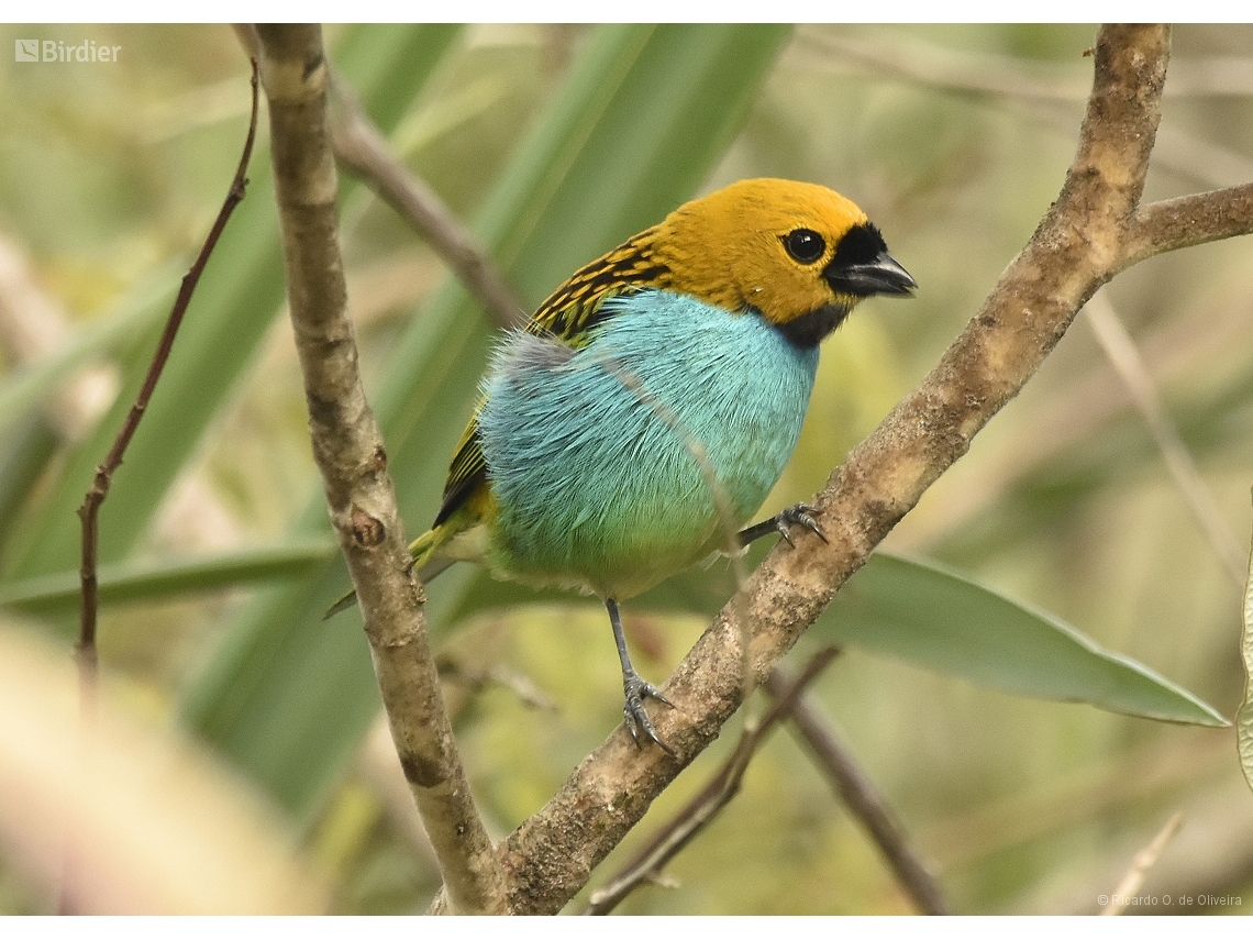 Tangara cyanoventris