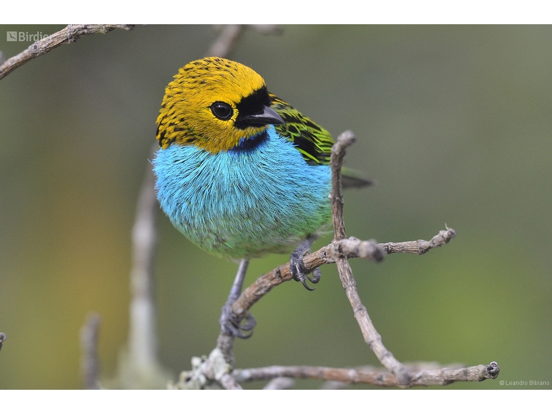 Tangara cyanoventris