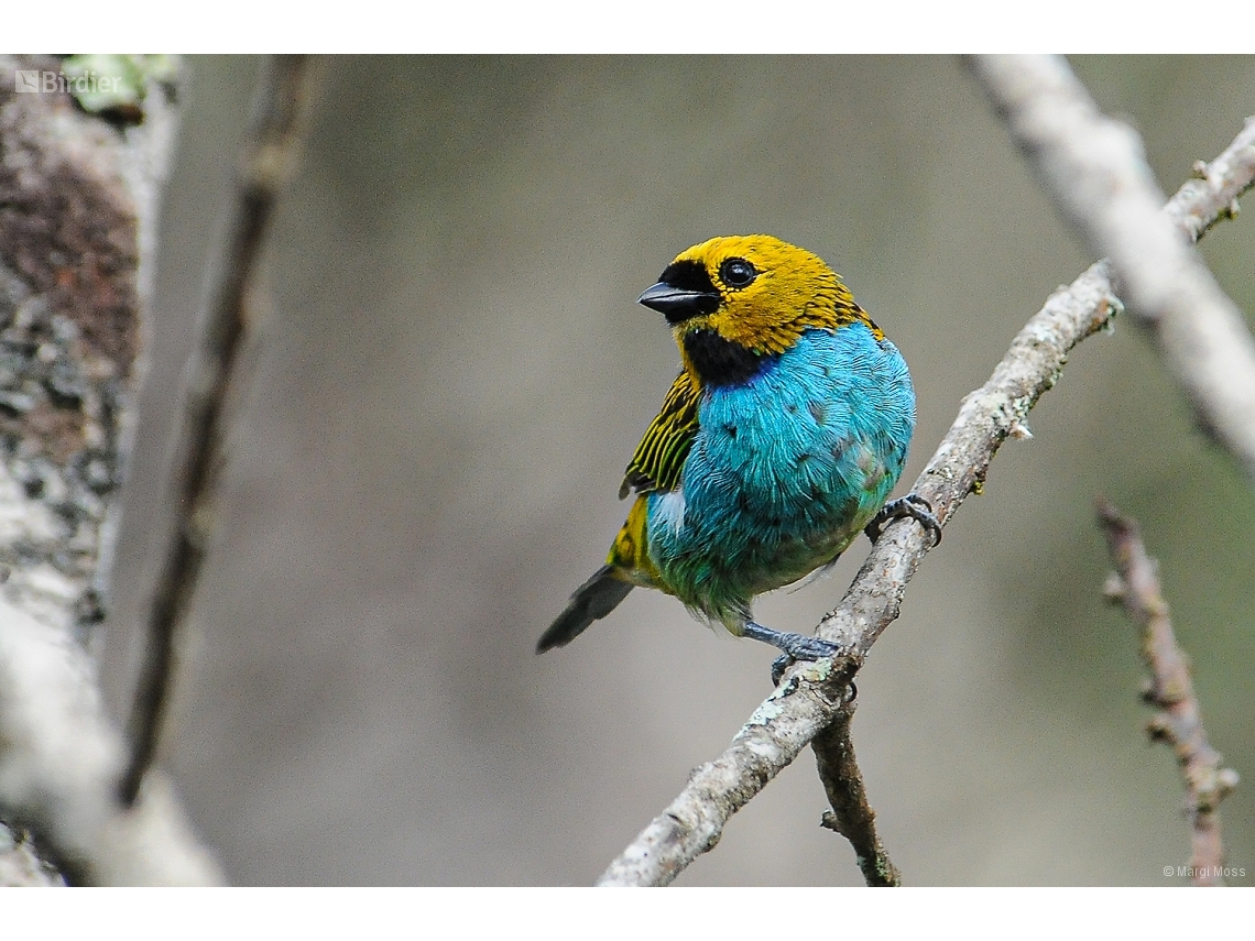 Tangara cyanoventris