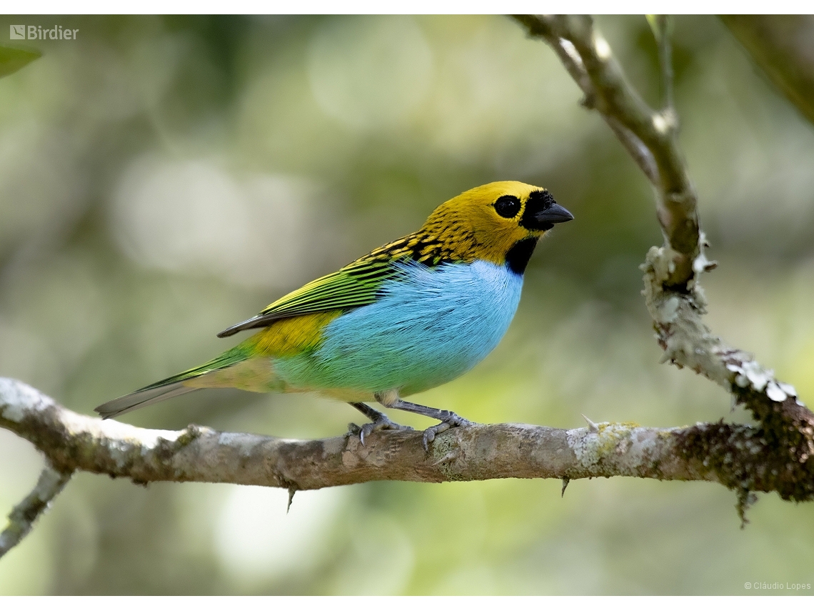 Tangara cyanoventris