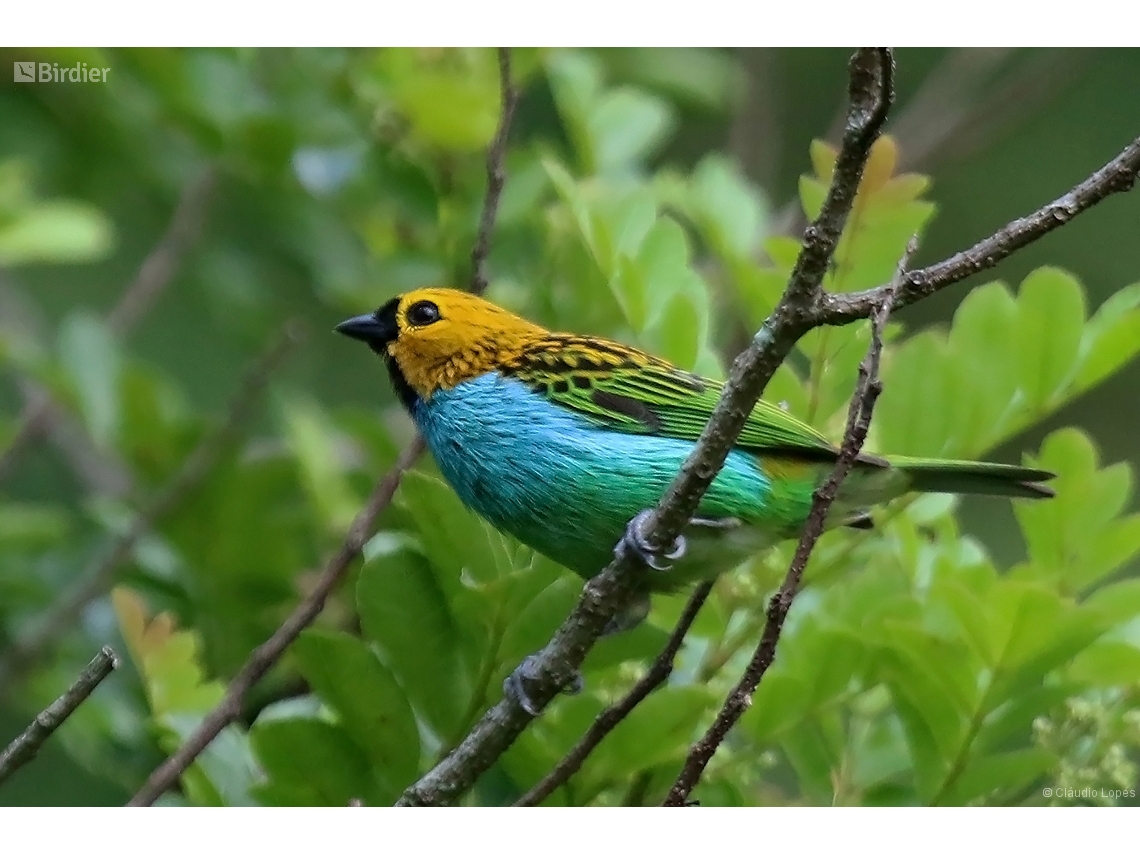 Tangara cyanoventris