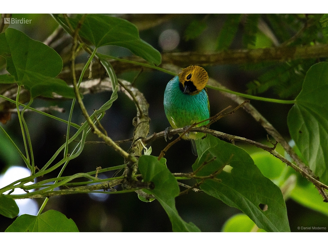 Tangara cyanoventris