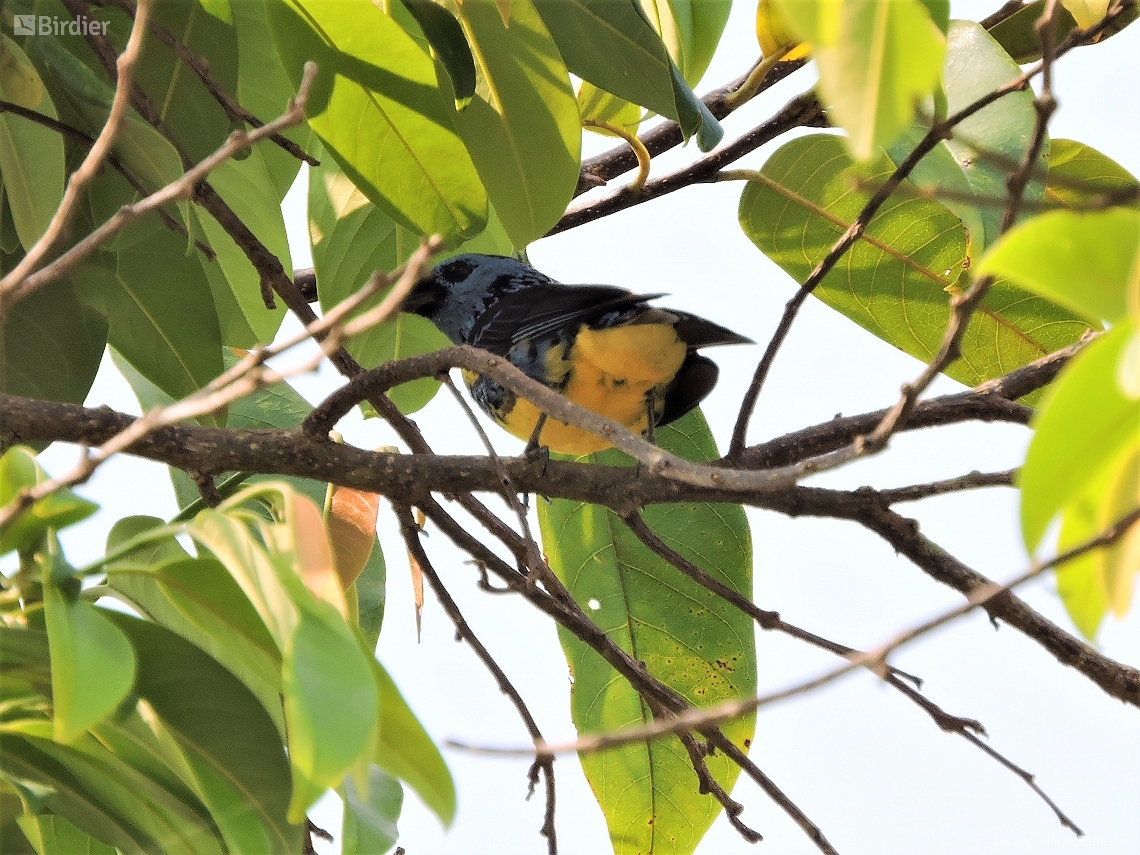 Tangara mexicana