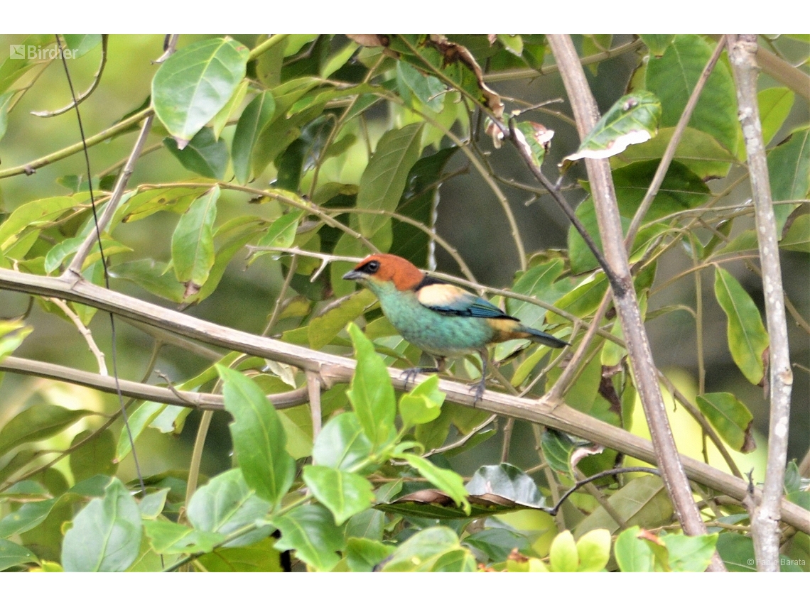 Stilpnia peruviana