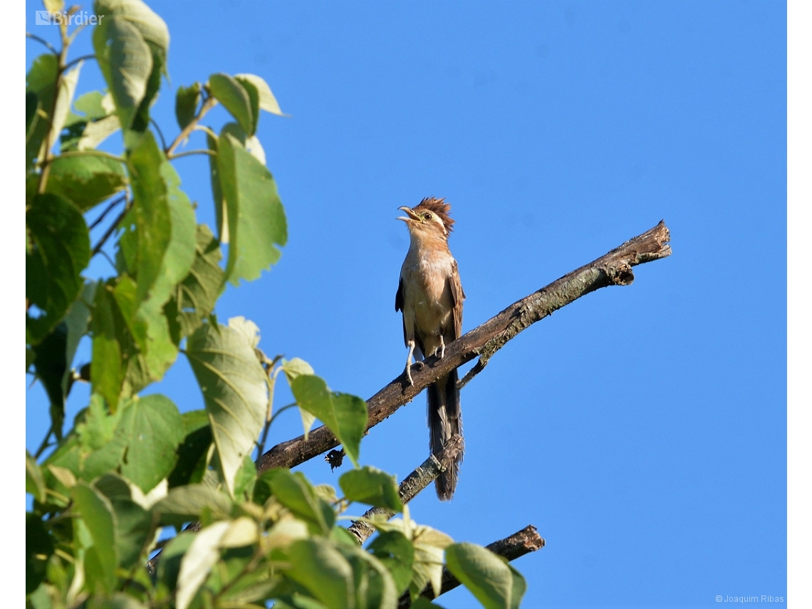 Tapera naevia