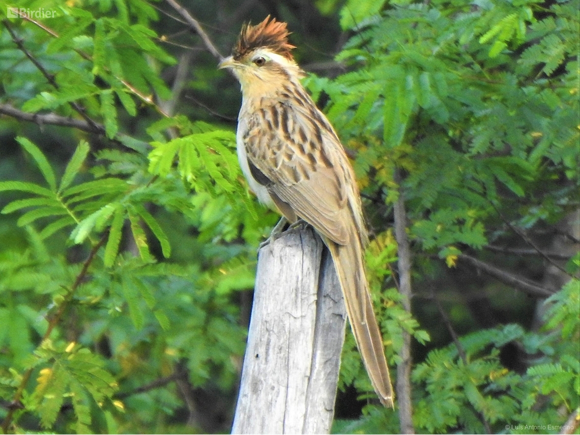 Tapera naevia