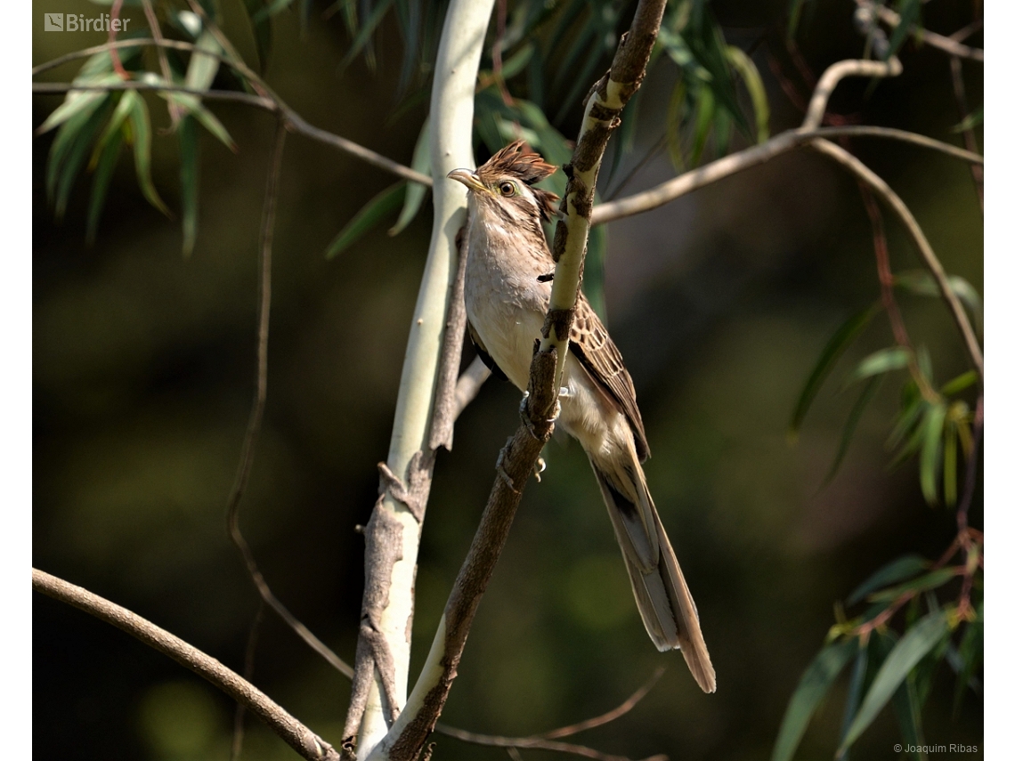 Tapera naevia