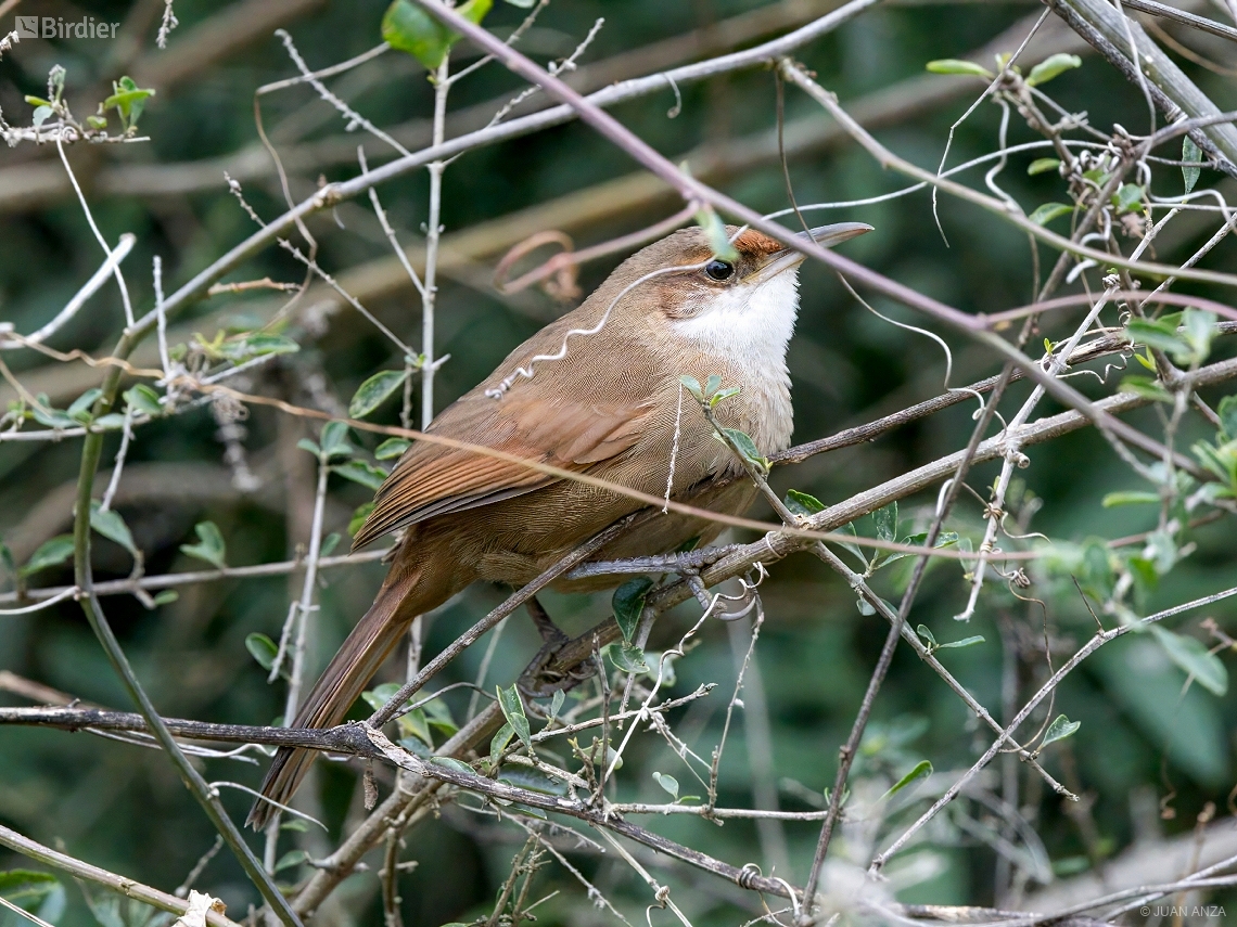 Tarphonomus certhioides