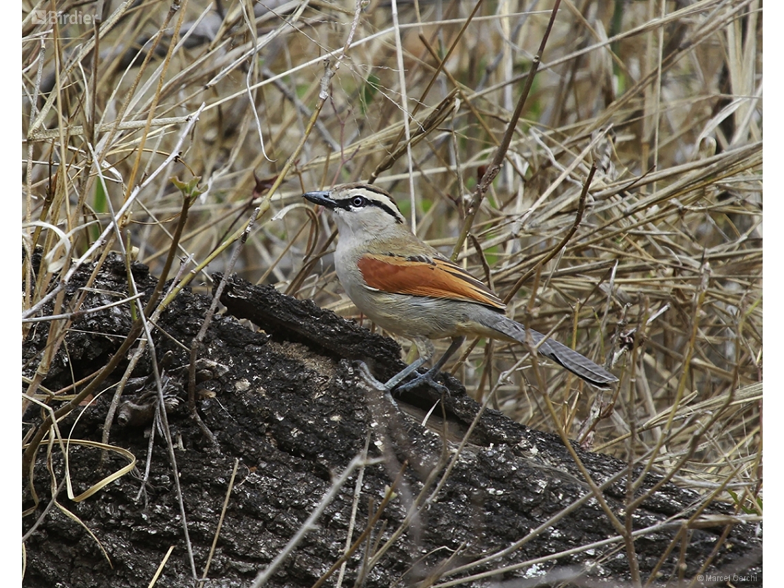 Tchagra australis