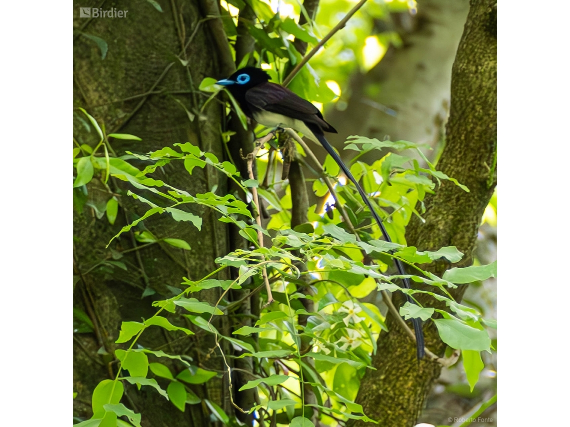Terpsiphone atrocaudata