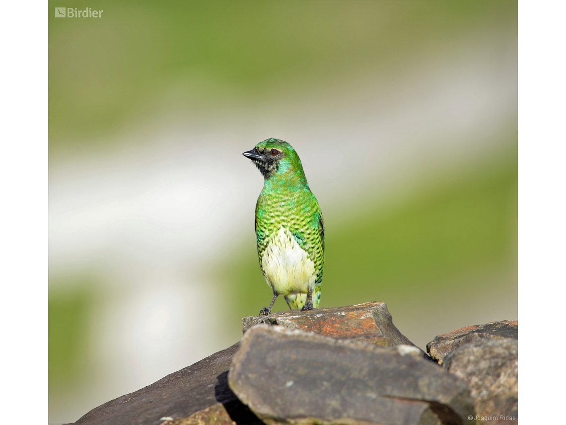 Tersina viridis