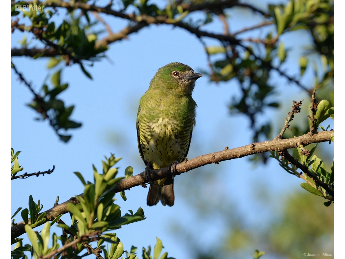 Tersina viridis