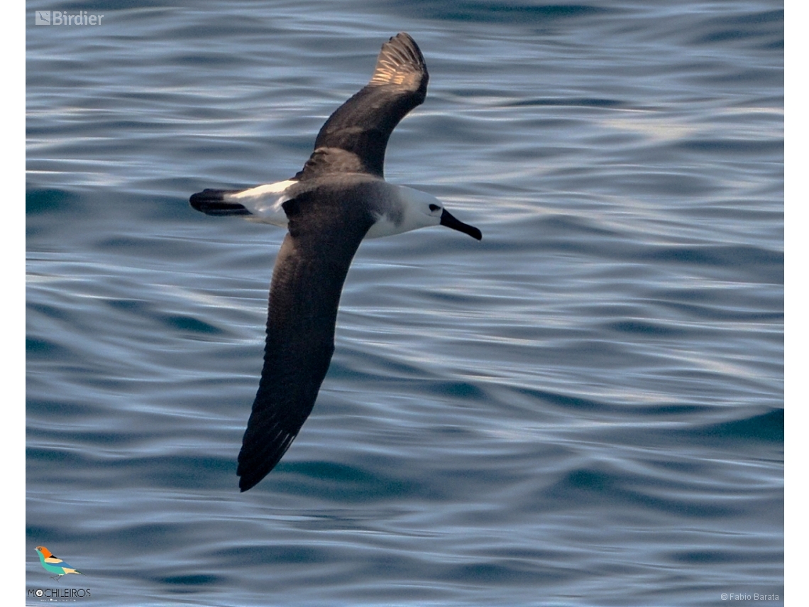 Thalassarche chlororhynchos