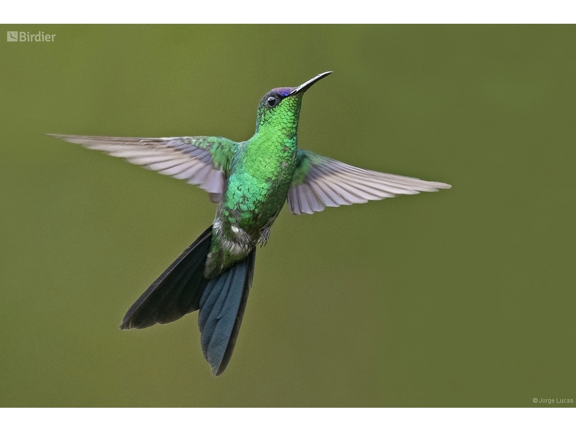 Thalurania glaucopis