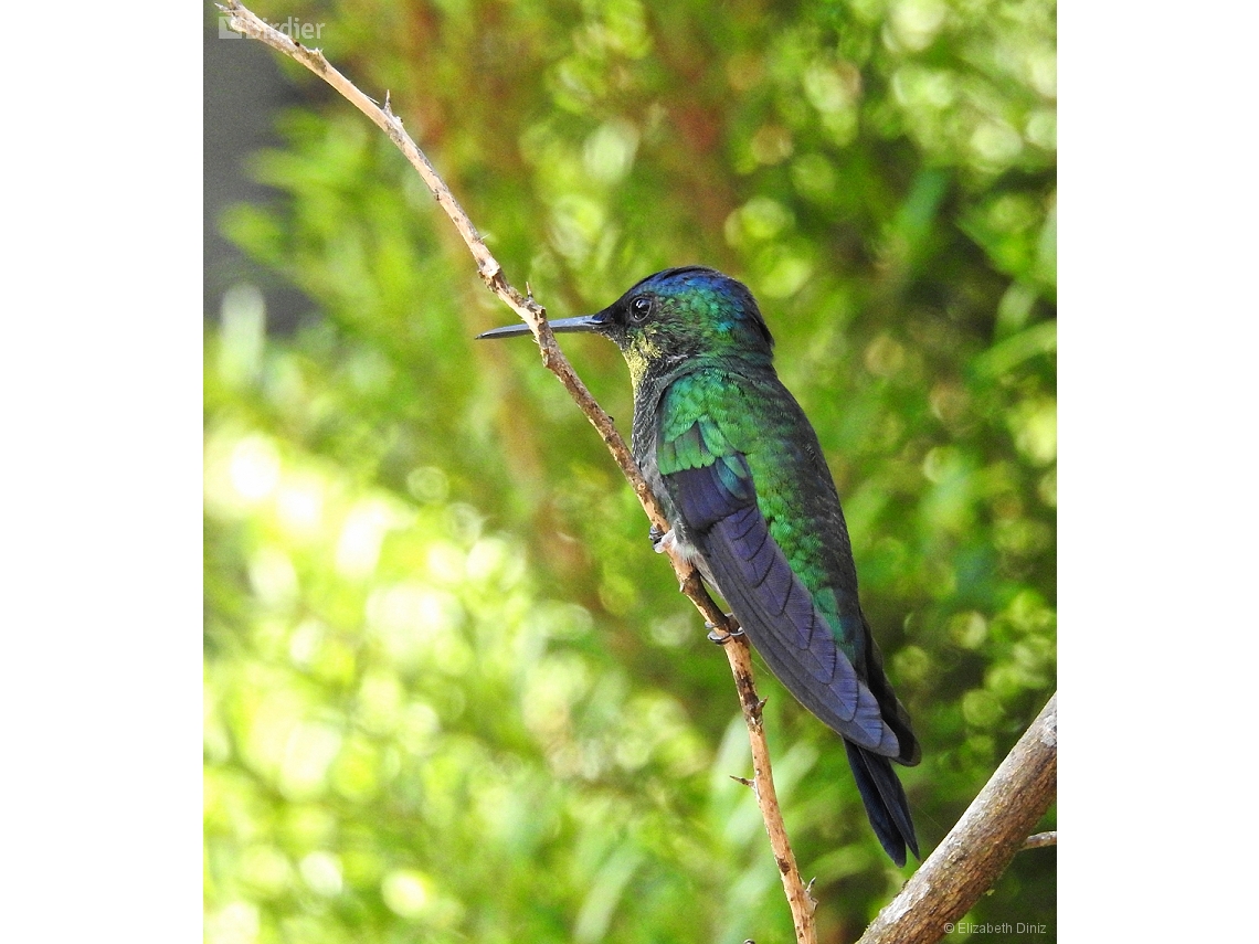 Thalurania glaucopis